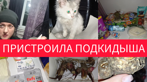 ПРИСТРОИЛИ ПОДКИДЫША/КОТЁНОК/РАСПАКОВКА