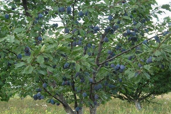 Сорт Волжская красавица, ранний и очень урожайный сорт, прекрасно растет в средней полосе. 