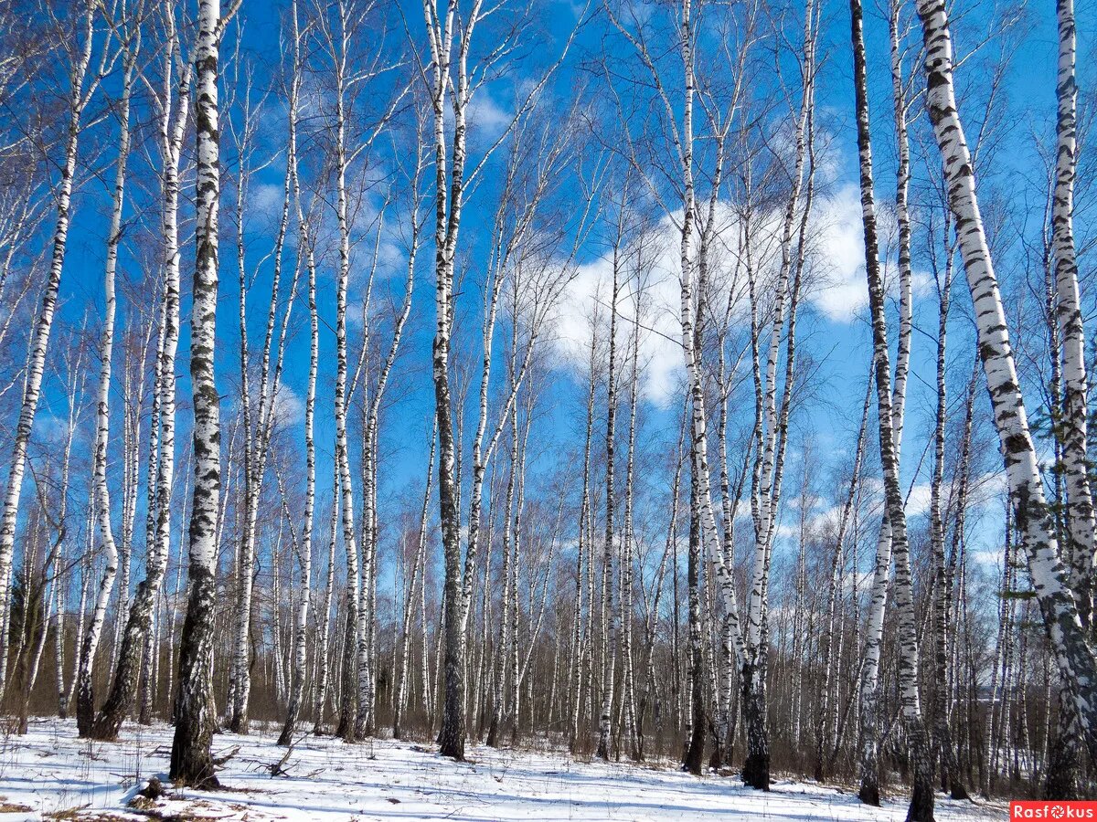 Русские березы.