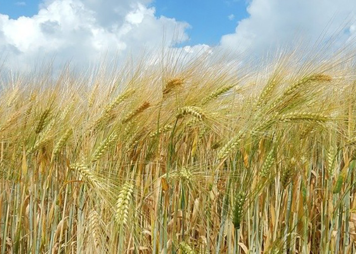   Ячмень. Фото: agrarii.com Анна Камалова