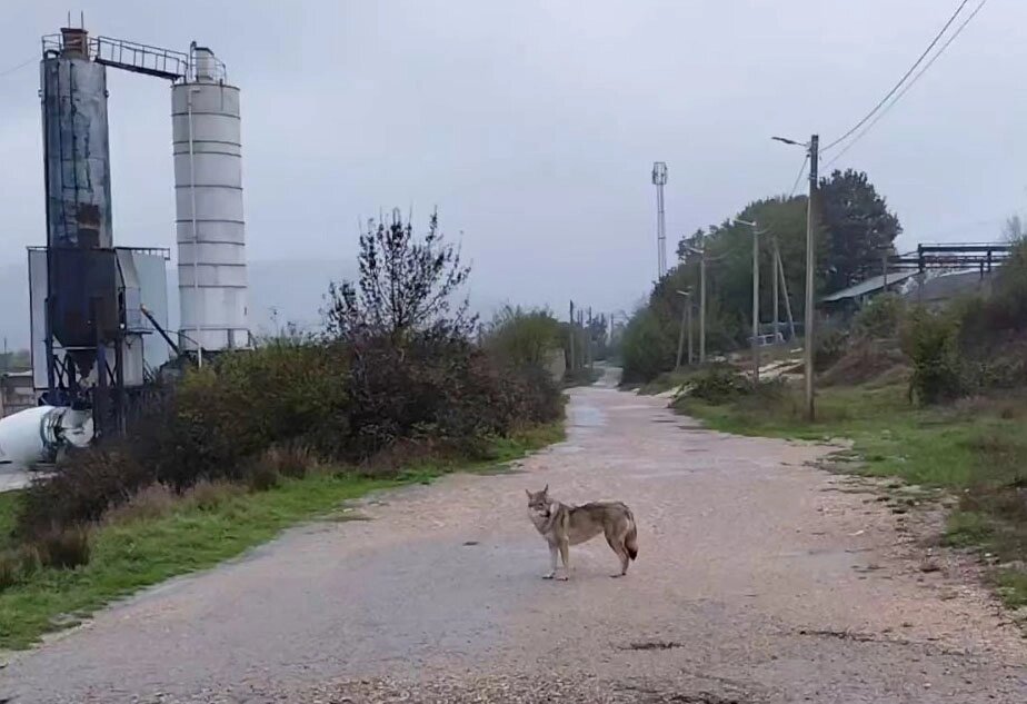    Вот такой зверь живёт в Орлином. Не волк, и был домашним... Фото: Из личного архивa/ ВК / «Илья в походе».