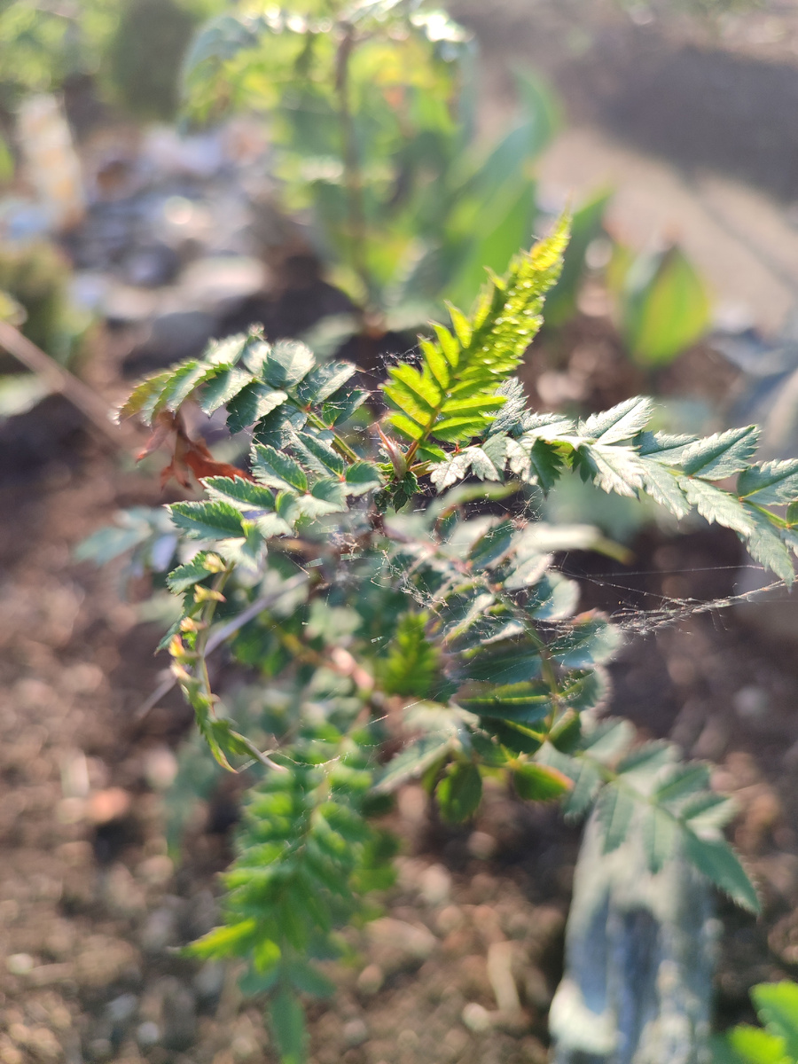 Знаете я как разглядываю растения на предмет вредителей? Фотографирую и увеличиваю фото, так удобней