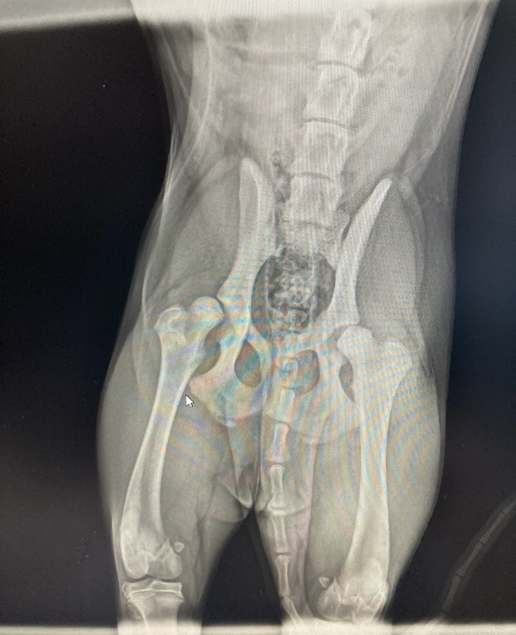 это самый первый снимок, как искали травму, но по нему сразу видно, что бедренные косточки не плотно сидят.