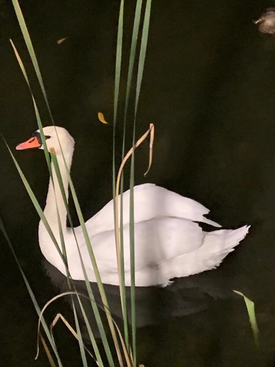    Званковская достопримечательность. Фото:  АиФ/ Садыков Данил