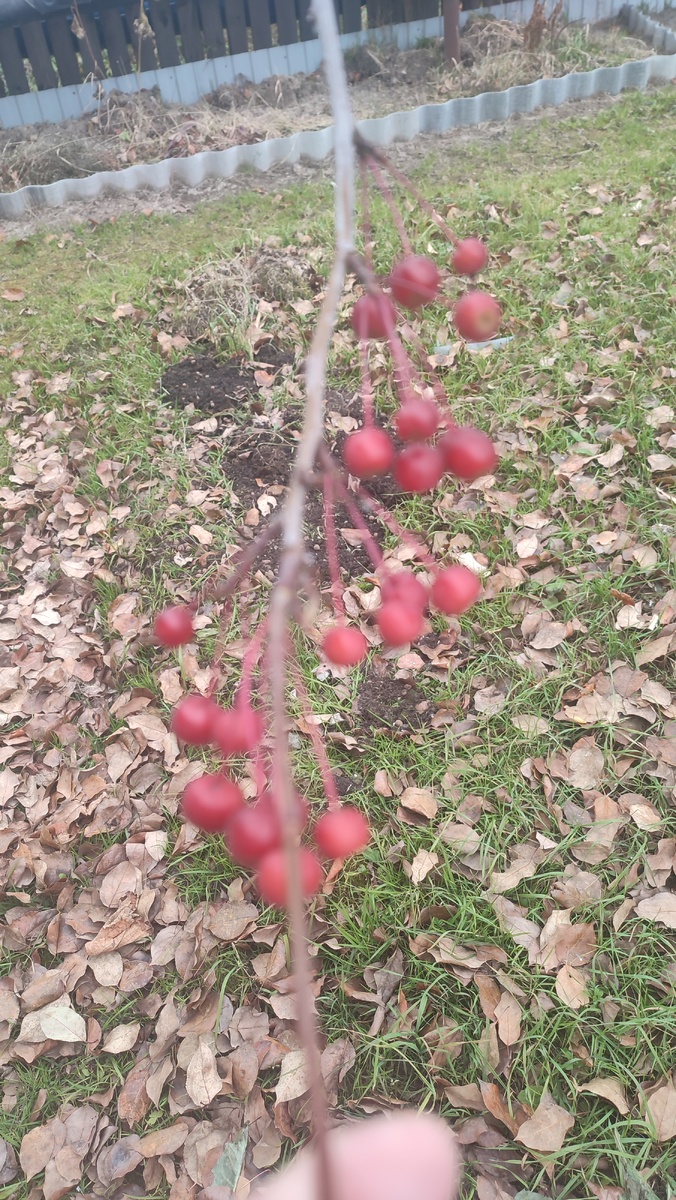 Воробьинное лакомство. 