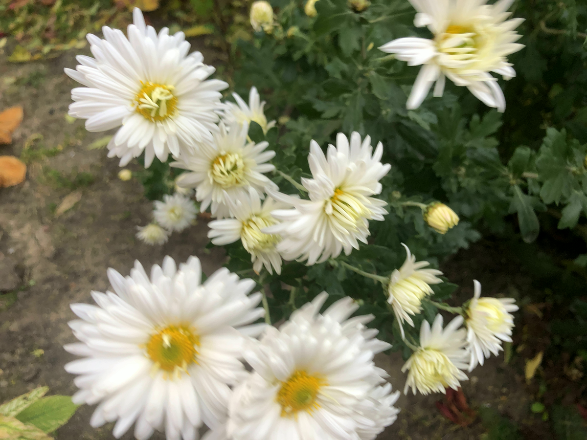 Корейская хризантема  фото автора