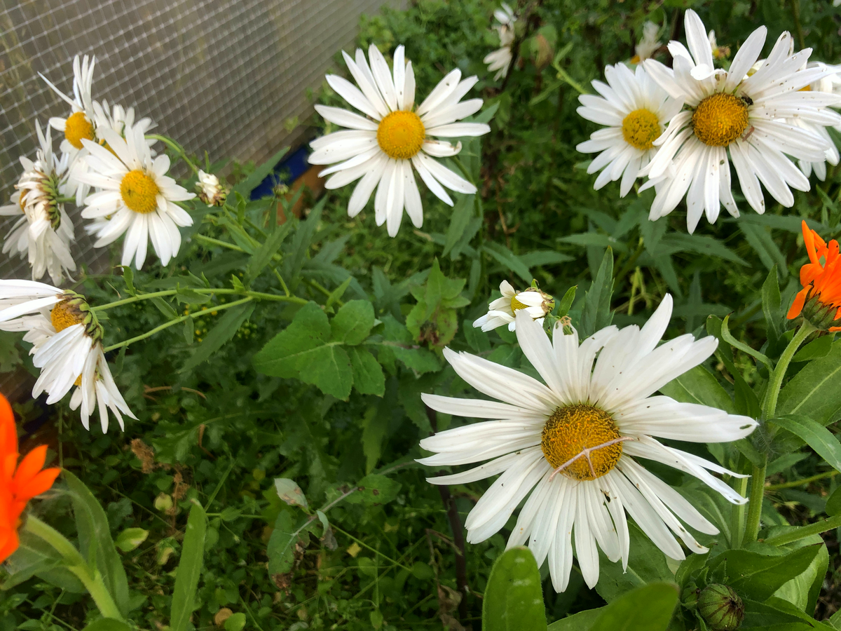 Канадская осенняя ромашка фото автора