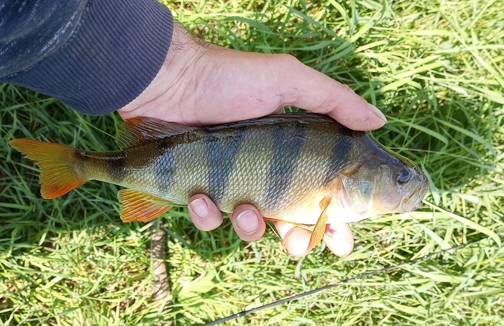 Ловля окуня в пруду