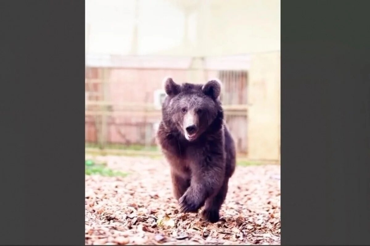    Медведица из Осетии, которой ампутировали лапу, уже бегает в вольере