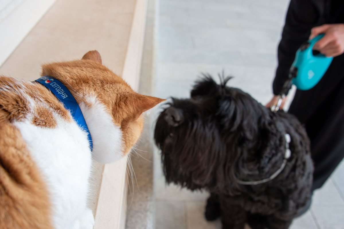 По такому поводу подружился с собакой. Сам в шоке.