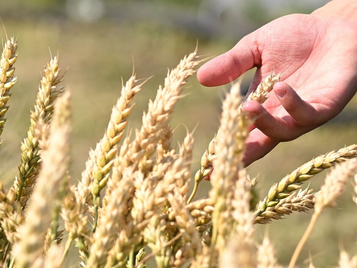    Колосья пшеницы© РИА Новости . Максим Богодвид