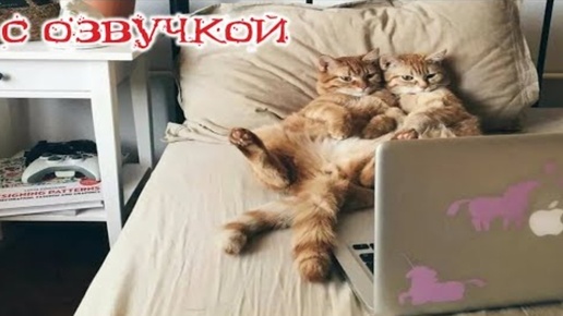 Смешная Озвучка Животных 🐱 Смешные Кошки и Собаки 🐱 🐕 Смех До Слез 2024.