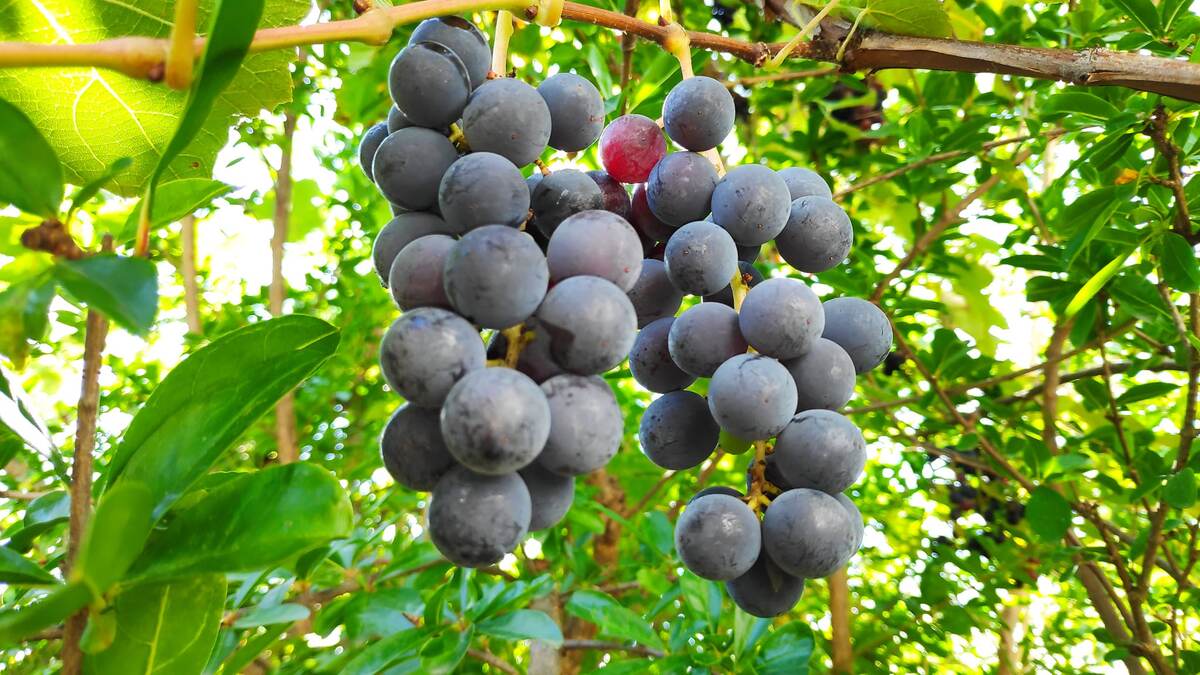 фото из объявления по продаже фруктов