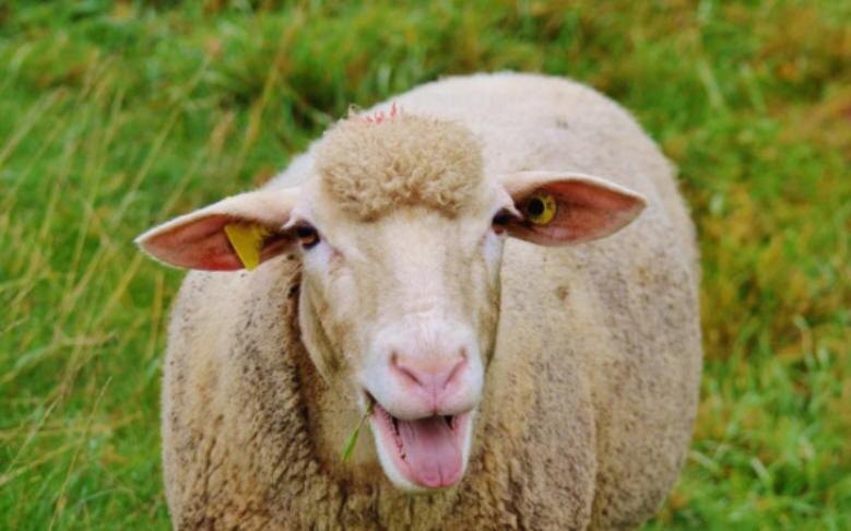    Фото - https://legostaevskiy.nso.ru/news/6353