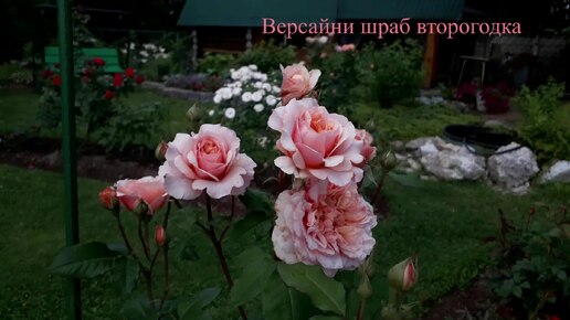 ✿➽ Розы, которые покорили моё сердце...ч.3 2024