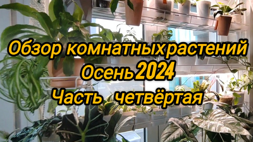 Обзор коллекции моих комнатных растений. Осень 2024. Часть четвёртая(зал)