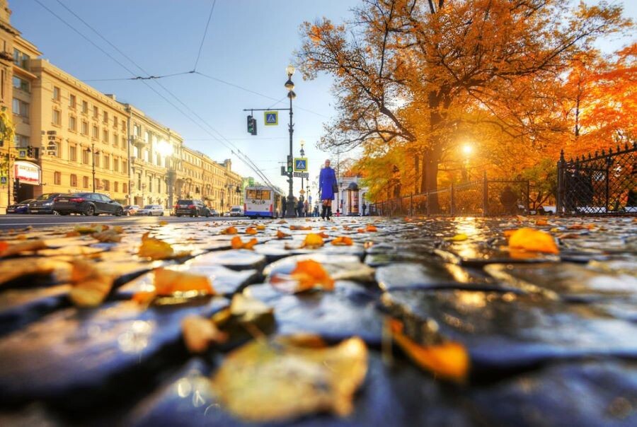 Яндекс Картинки 