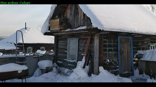 Гуси купаются в снегу. Голубь Мира меня рассмешил! Гуси замерзли на улице