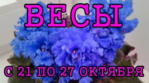 Скачать видео: ВЕСЫ таро прогноз на неделю сс 21 по 27 ОКТЯБРЯ 2024 года.