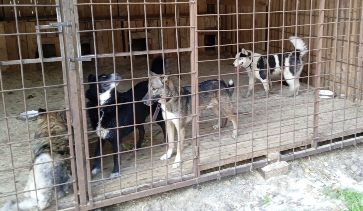 Зато есть они-100 подопечных хвостатых джимовцев.