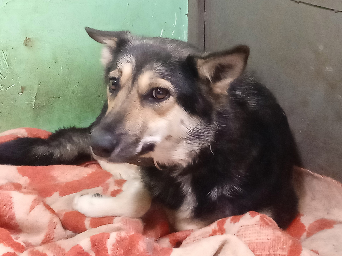 Они не выживут без нашей помощи.