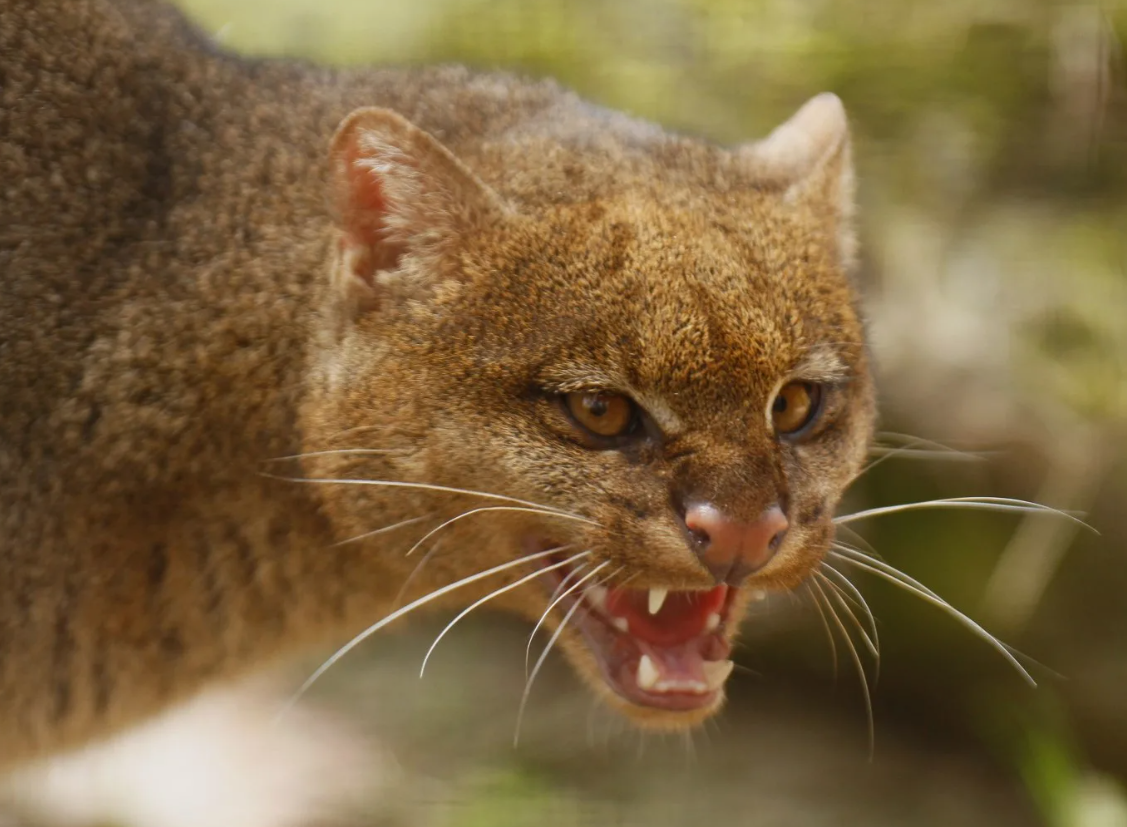Ягуарунди (Puma yagouaroundi)