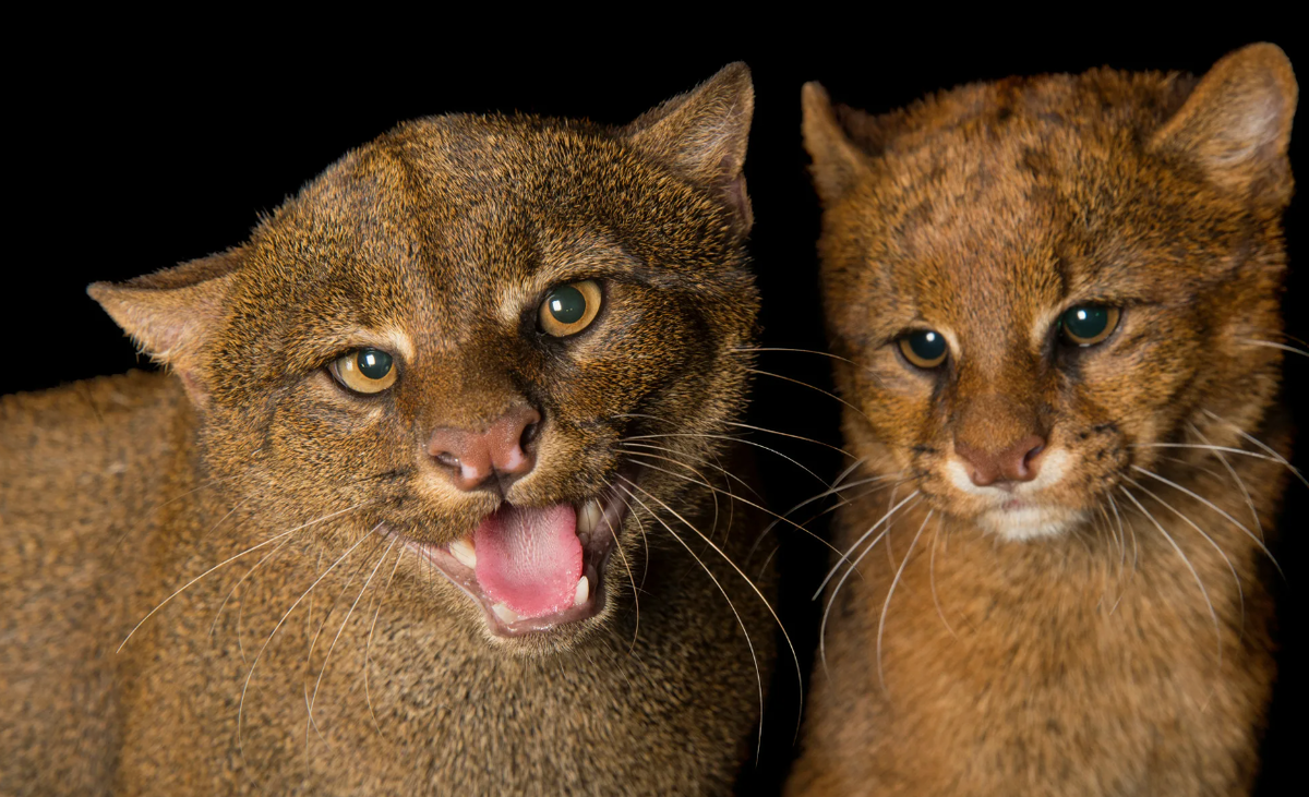 Ягуарунди (Puma yagouaroundi)