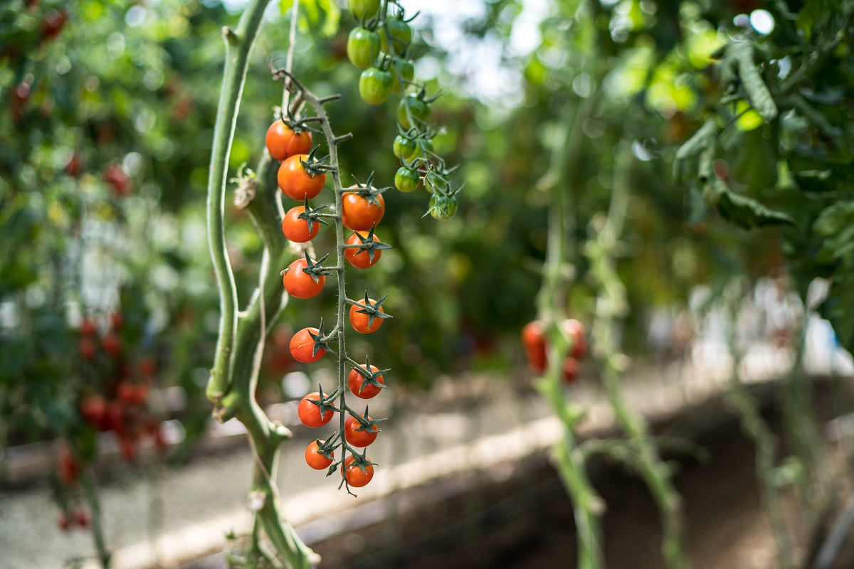 Фото: Александр Плонский / «Агроэксперт»