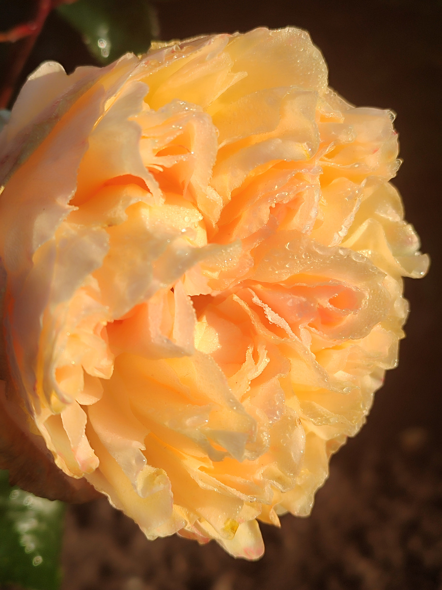 Да да! Это Беатрис.