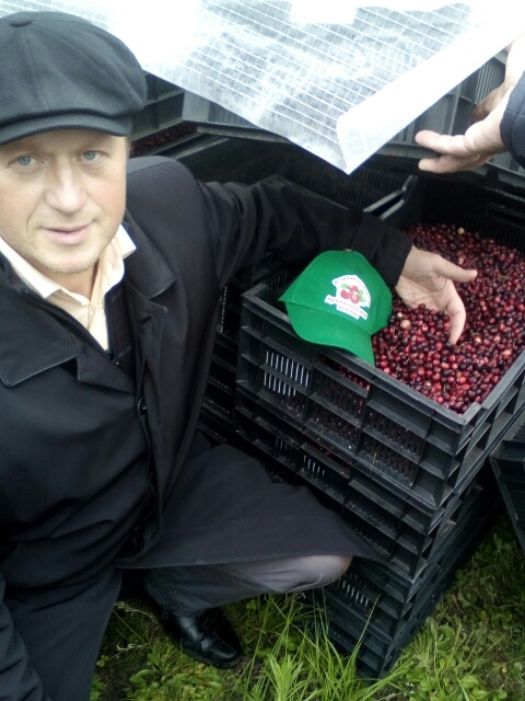 клюква свежего урожая в поле