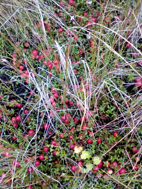 вот так выглядит поле с созревшей клюквой