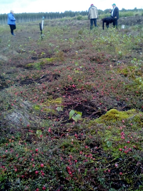 клюквенно поле сортовой ягоды