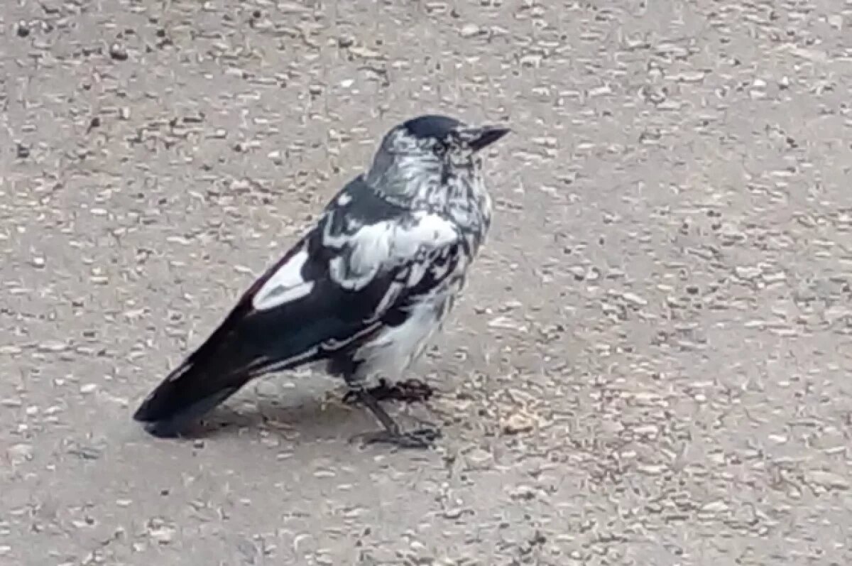    Галчонка, поселившегося около центра спецвидов в Пензе, назвали Кимушка