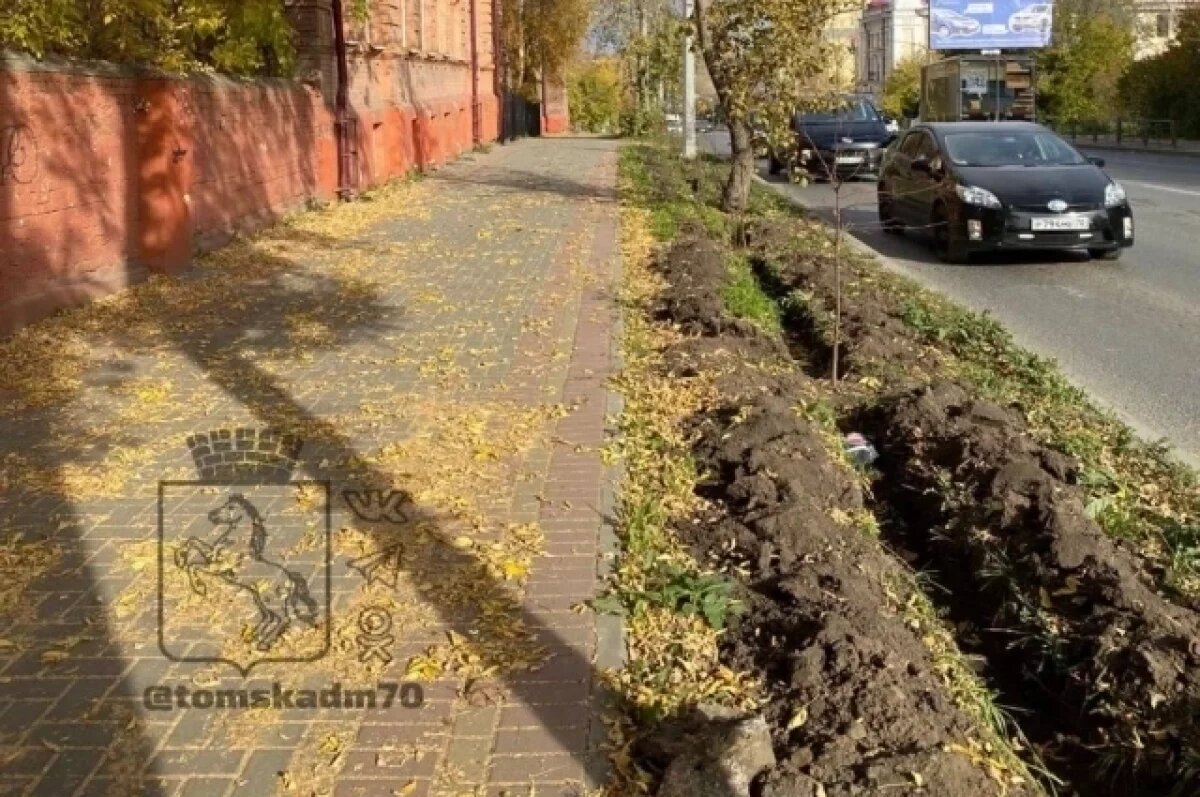    В Томске высадили более 150 метров живой изгороди на Красноармейской