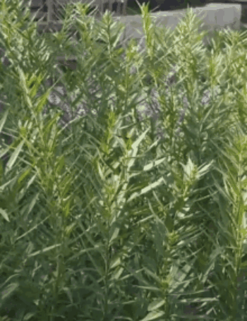 Ясно? Понятно? 