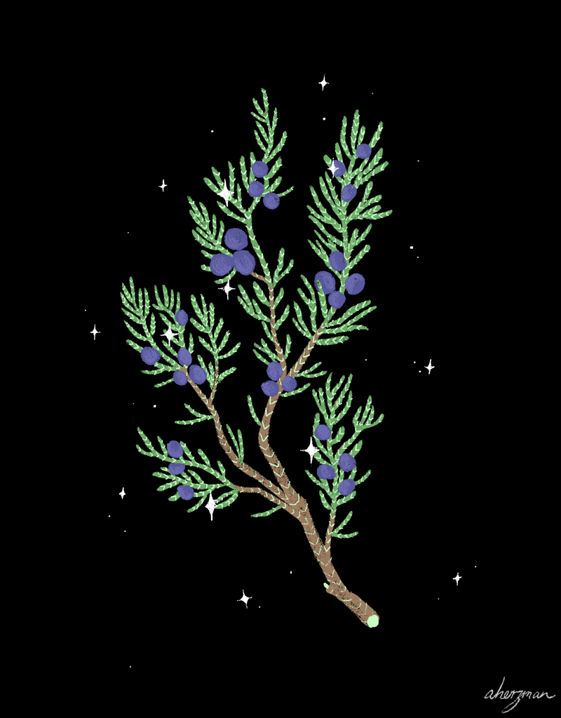 Эти ягодки-веточки работают не хуже самого сильного амулета! Защищайся! 