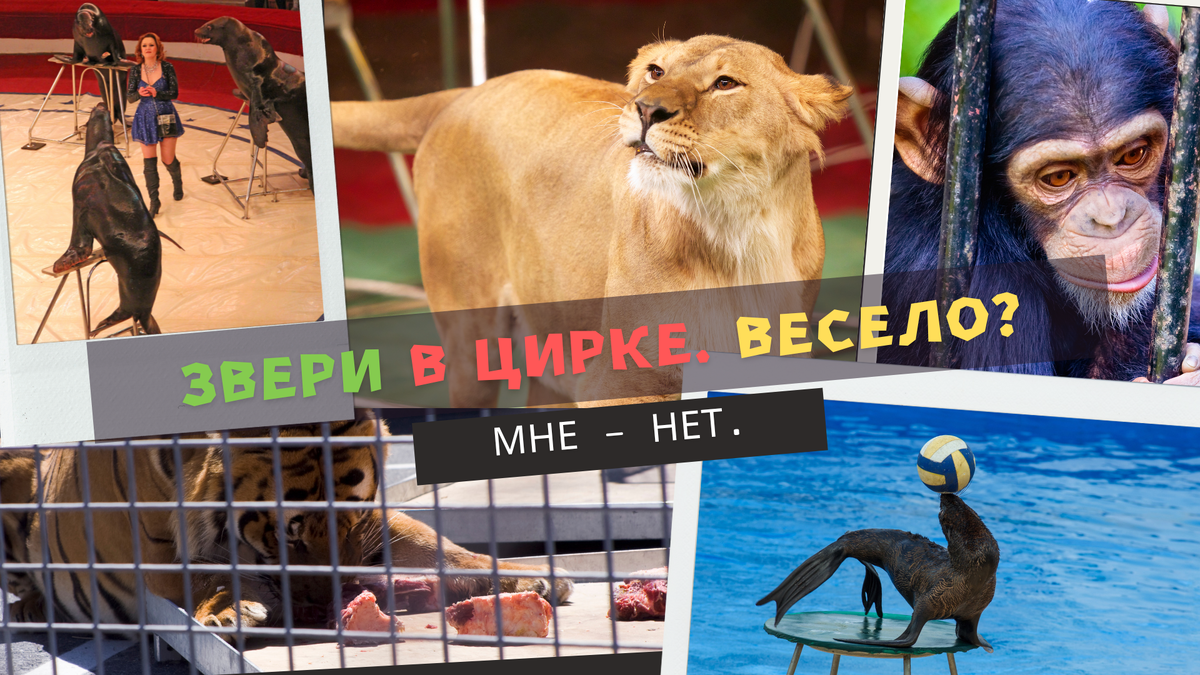Запретят ли эксплуатацию животных в цирке?
