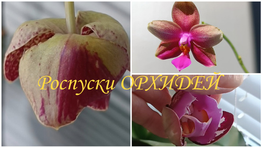 НОВЫЕ роспуски ОРХИДЕЙ😍😍😍 Как же это ПРЕКРАСНО 🌷☀️🦋 ОРХО-НОВОСТИ☝️