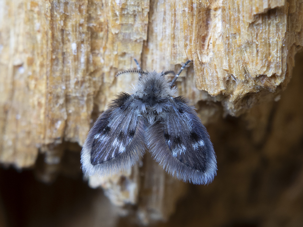 Посмотрите на неё: надела шубу, пьет цветочный смузи и считает себя королевой мира! 