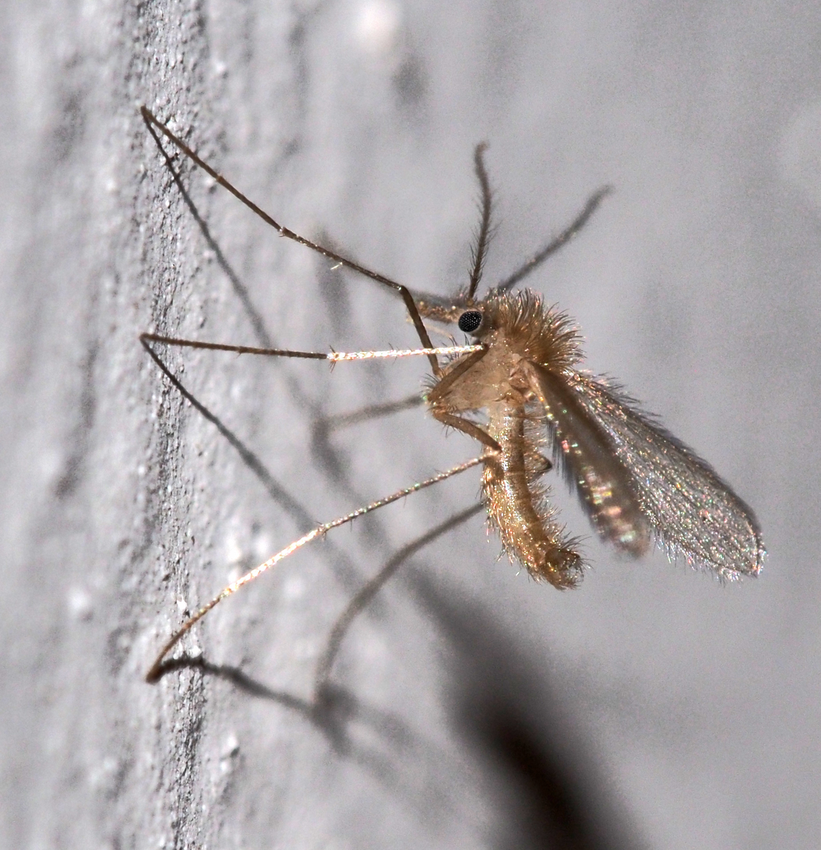 Обратите внимание: в отличие от комаров, москиты очень пушистые. Да, как бабочницы! 