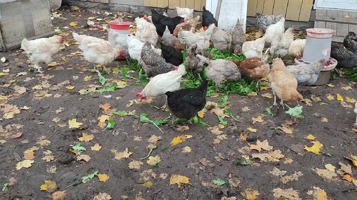 Зелëное лакомство для курочек 🐔 Гуси на релаксе + ответ на комментарий и своë видение 💬 🤔