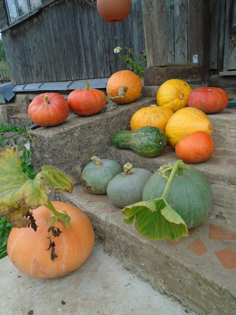 Урожай этого года. 