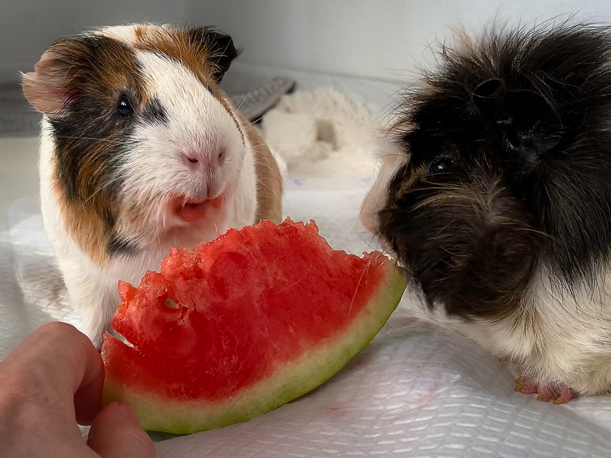 Батон и Зюзик любят арбуз, но больше его зелёную корочку