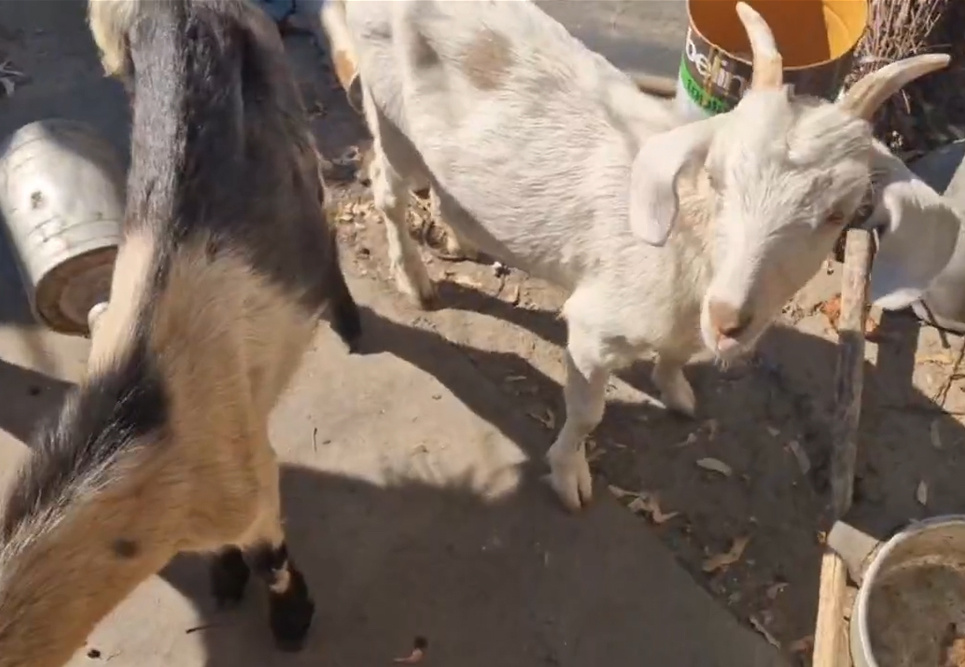 Фото сделаны донецкими волонтерами