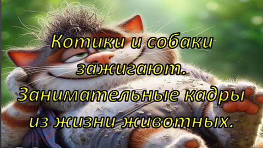 Зажигательные моменты из жизни котиков и собак.