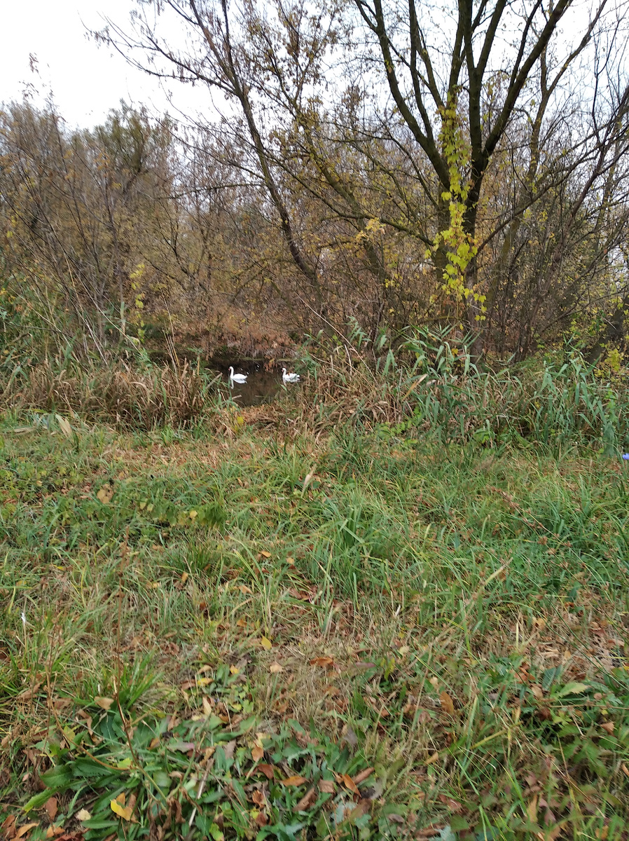 Лебеди недалеко от нас.