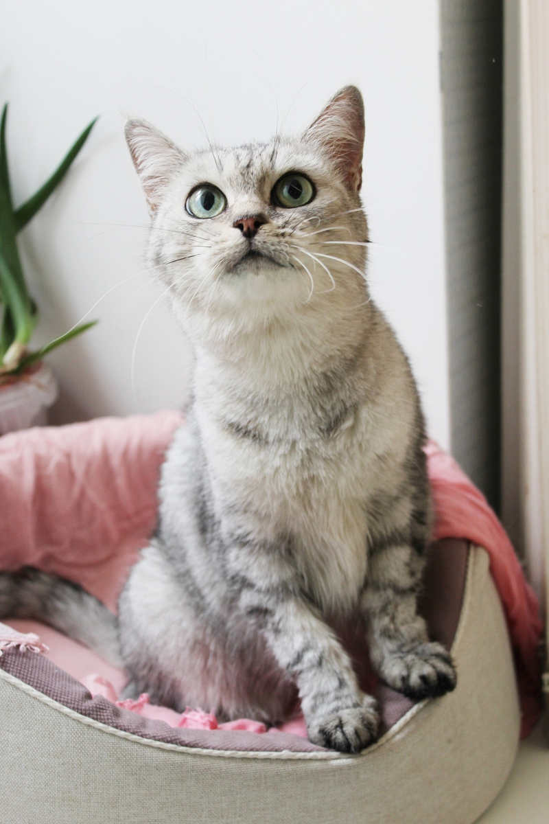 Лапочка Маргоша