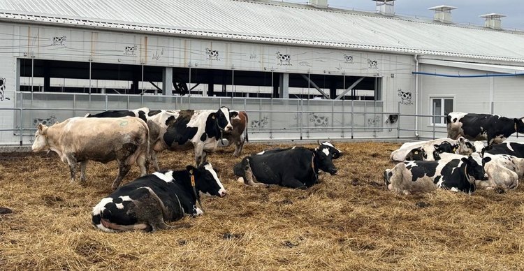    Как ведут дела на органической и эко-фермах Подмосковья с КРС узнали аграрии Томской области