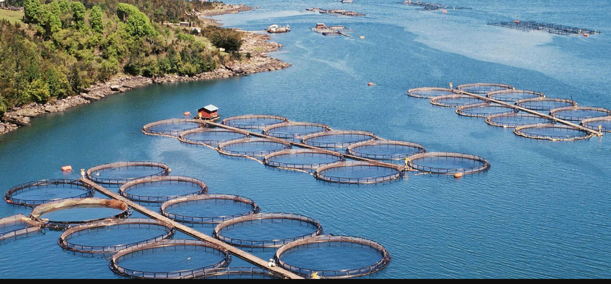Лососевые фермы в Чили