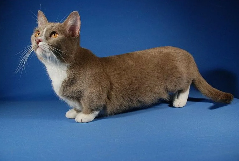 Такое чувство, что это не послание от природы, а такса, которую сфотошопили вот в это.